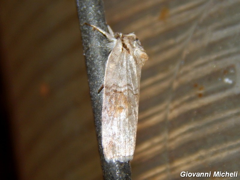 Falena da ID - Nycteola asiatica